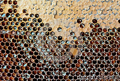 Yellow honeycomb Stock Photo