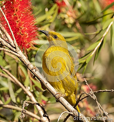 The yellow honeyeater (Stomiopera flava ) is a species of bird in the family Meliphagidae Stock Photo