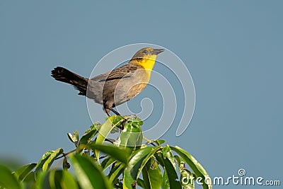 Yellow-hooded Blackbird chirping in the morning light perched on leaves. Stock Photo