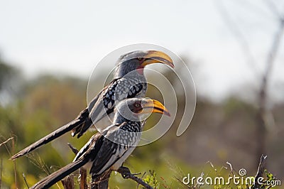 Yellow hornbills Stock Photo