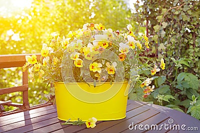 Yellow horned pansy flowers pot Stock Photo