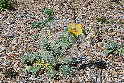 Yellow Horned-poppy - Glaucium flavum - Cley Marshes Norfolk Wildlife Trust, England, UK Stock Photo