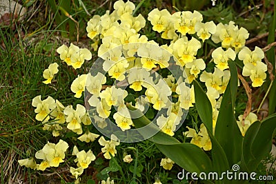 Yellow horned violet pansies Stock Photo