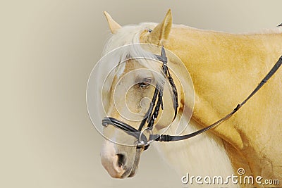 Yellow horse Stock Photo