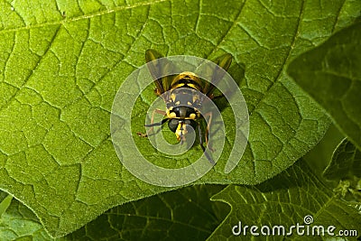 Yellow hover fly mimics wasp on green leafs foliage. Mimicry in nature for self protection from predators. Stock Photo