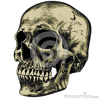 Yellow human skull Vector Illustration