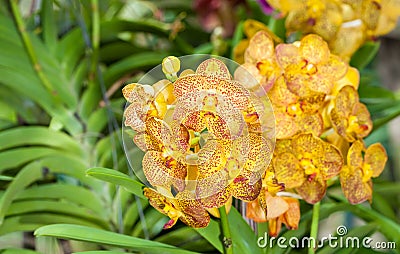 The yellow Hybrid Vanda orchid Stock Photo