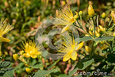 Yellow Hypericum flower, also known as tutsan or St Johns Wort Stock Photo