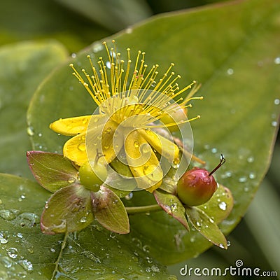 Yellow Hypericum flower with dew Stock Photo