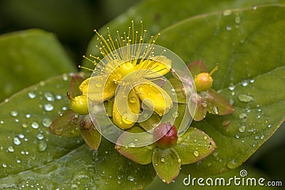 Yellow Hypericum flower with drops Stock Photo