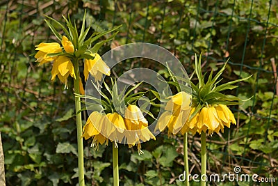Yellow Imperial Crown - Fritillaria imperialis Stock Photo