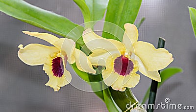 Yellow imperial orchid branch flower, Dendrobium Frieda Bratanata Stock Photo