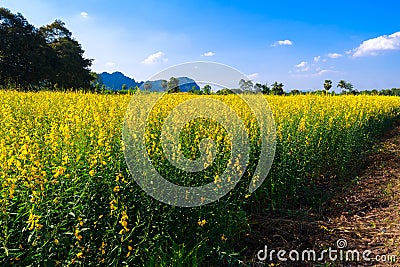 Yellow Indian Hemp Field Stock Photo