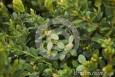 Buxus sempervirens in bloom Stock Photo