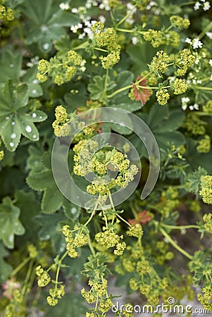 Alchemilla monticola plant in bloom Stock Photo