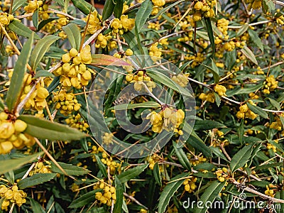Yellow inflorescences on the bush of Magonia lat. Mahonia on a sunny day. Stock Photo