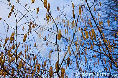 Yellow inflorescences-catkins of alder in the spring Stock Photo