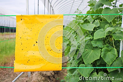 Yellow insect glue trap cucumber plant in greenhouse agriculture Stock Photo