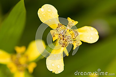 Yellow Iris Stock Photo