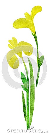 Yellow iris Cartoon Illustration