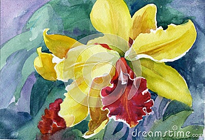 Yellow iris Stock Photo