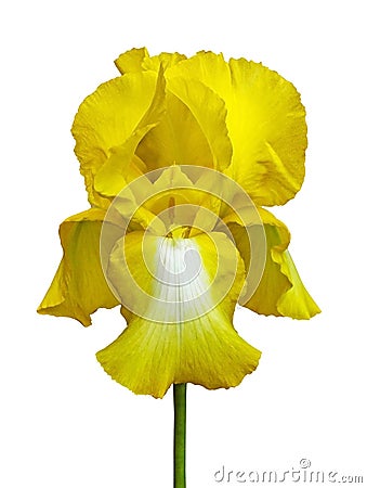 Yellow iris. Beautiful close-up yellow fleur-de-lis isolated on white background Stock Photo