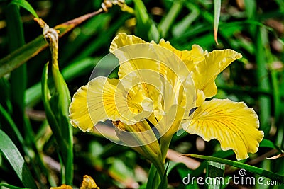 Yellow Iris Stock Photo