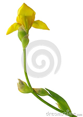 Yellow iris flower isolated Stock Photo