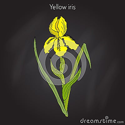 Yellow iris flower, or water flag, or lever Iris pseudacorus . Medicinal plant Vector Illustration