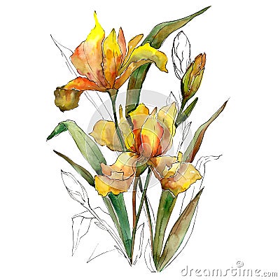 Yellow iris flowers bouquet. Watercolor background illustration set. Watercolour isolated bouquet element. Cartoon Illustration