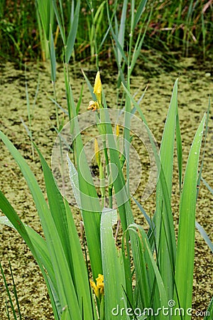 Yellow Iris - Iris pseudacorus by Pond, Secret Gardens, How Hill, Ludham, Norfolk, England, UK. Stock Photo