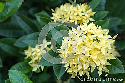 Yellow ixora flower Stock Photo