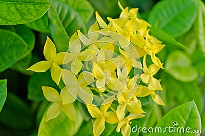 Yellow ixora flower Stock Photo