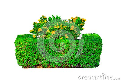 Yellow Ixora or spike flowers at a middle of square shaped green Hedge cut tree isolated on white background. Stock Photo