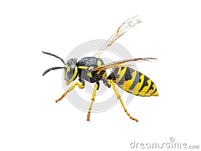 Yellow Jacket Wasp Insect Isolated on White Stock Photo