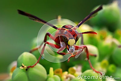 A yellow jacket wasp was sunbathing to dry the morning dew on its body. Stock Photo