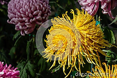Yellow Japanese Chrysanthemum Stock Photo