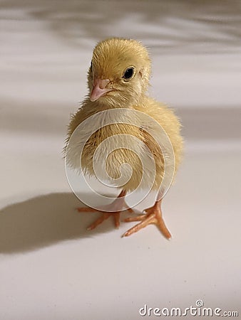 Yellow Japanese coturnix quail chick Stock Photo