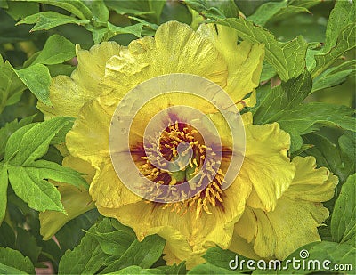 Yellow Japanese peony,photo art Stock Photo