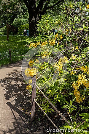 Yellow Japanese rhododendrons Stock Photo