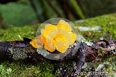 Yellow jelly fungus growth on fallen damp branch Stock Photo