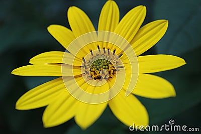 Yellow Jerusalem Artichoke Flower With Delicate Petals Stock Photo