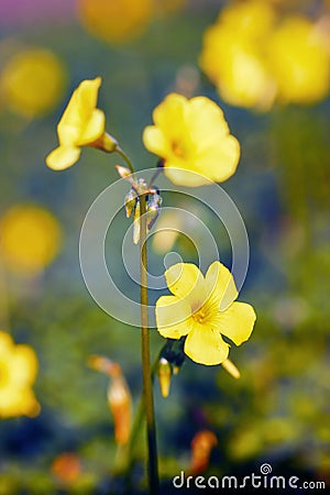 Yellow jessamine flowers in the wilderness Stock Photo