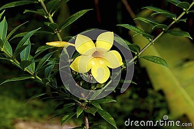 Yellow Jessamine 840410 Stock Photo