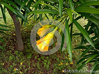 Yellow kaner or Cascabela thevetia flower and leaves close up Stock Photo