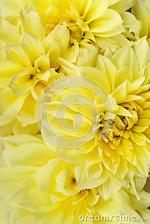 Yellow Kelvin Floodlight Dahlia flowers in full bloom, close up Stock Photo