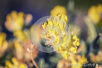 Yellow Kidney Vetch Flowers Macro Stock Photo