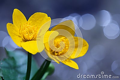 Yellow Kingcup Flower Stock Photo
