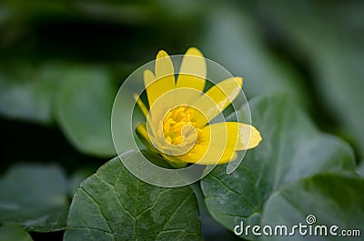 Yellow kingcup flower Stock Photo