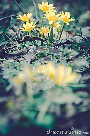 Yellow kingcup flower Stock Photo